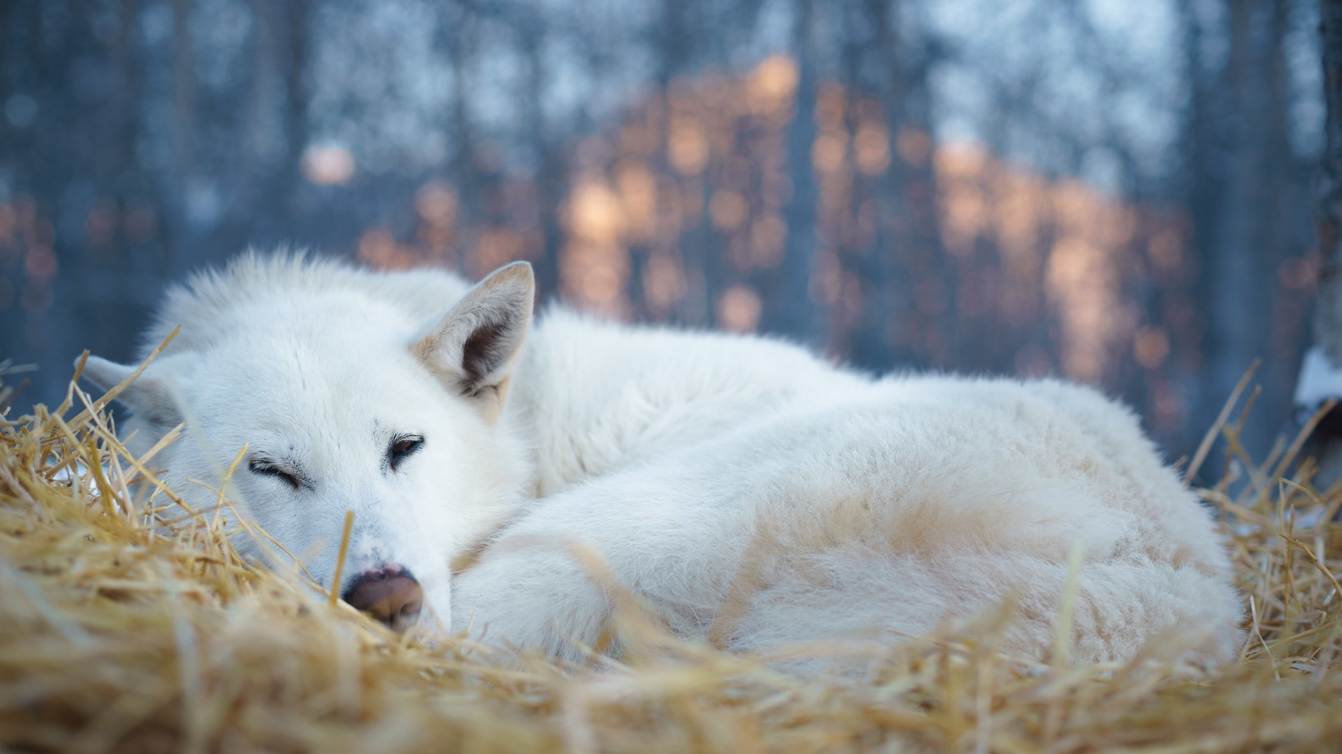 Müde Huskys nach der Tour